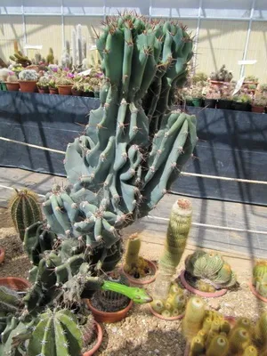Кактус цереус (cereus) види рослини, фото квіток і догляд в домашніх умовах (фото) Кактус цереус (cereus) види рослини, фото квіток і догляд в домашніх умовах