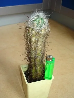 Кактус цереус (cereus) види рослини, фото квіток і догляд в домашніх умовах (види) Кактус цереус (cereus) види рослини, фото квіток і догляд в домашніх умовах