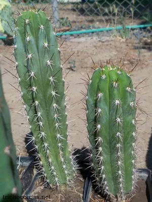 Кактус цереус (cereus) види рослини, фото квіток і догляд в домашніх умовах (види) Кактус цереус (cereus) види рослини, фото квіток і догляд в домашніх умовах