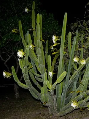 Кактус цереус (cereus) види рослини, фото квіток і догляд в домашніх умовах (рослини) Кактус цереус (cereus) види рослини, фото квіток і догляд в домашніх умовах