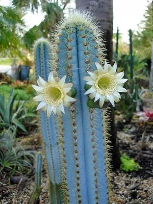 Кактус цереус (cereus) види рослини, фото квіток і догляд в домашніх умовах (кактус) Кактус цереус (cereus) види рослини, фото квіток і догляд в домашніх умовах