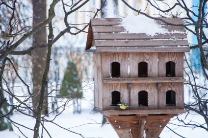 Як рятували білку в парку ГМЗ «царське село» (парку) Як рятували білку в парку ГМЗ «царське село»