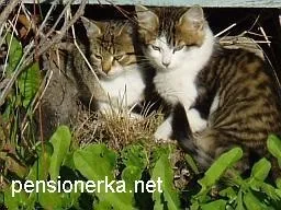 Покинуті кошенята, вчителька математики зробила хуліганський вчинок, але не дала загинути (вчителька) Покинуті кошенята, вчителька математики зробила хуліганський вчинок, але не дала загинути