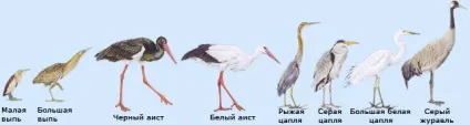 Чаплі, лелеки, журавлі