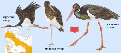 Чаплі, лелеки, журавлі