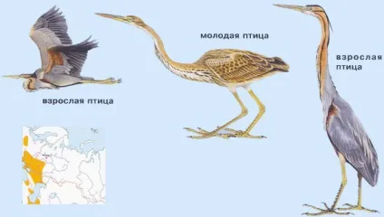 Чаплі, лелеки, журавлі