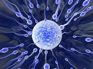 Як збільшити кількість сперми, обсяг вироблюваних сперматозоїдів (кількість) Як збільшити кількість сперми, обсяг вироблюваних сперматозоїдів