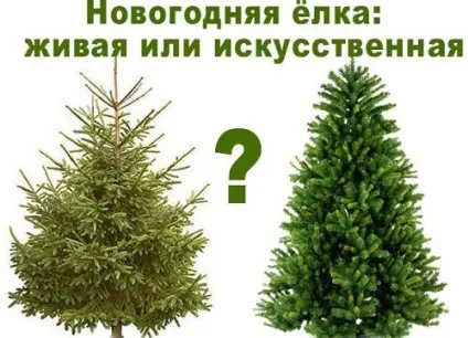 Яку ялинку обрати на новий рік - всі плюси і мінуси (новий) Яку ялинку обрати на новий рік - всі плюси і мінуси