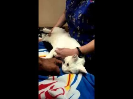 Як присипляють кішок в домашніх умовах, ветлікарні (ветлікарні) Як присипляють кішок в домашніх умовах, ветлікарні