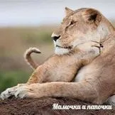 Як варити кабачок для першого прикорму (варити) Як варити кабачок для першого прикорму