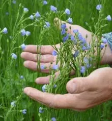 Як вибирати і правильно зберігати лляне масло