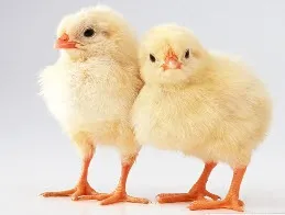 Як вибрати курчат