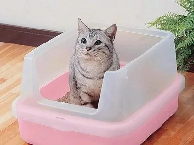 Як вибрати котячий лоток