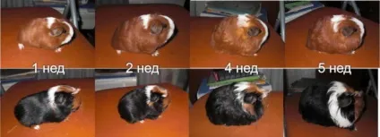 Як вибрати морську свинку (зміст) Як вибрати морську свинку
