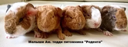 Як вибрати морську свинку (морську) Як вибрати морську свинку