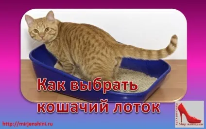 Як вибрати котячий лоток