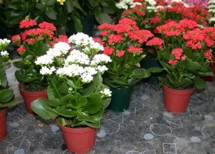 Як вибрати собі або в подарунок кімнатна рослина, якщо ви не фахівець-ботанік (кімнатна) Як вибрати собі або в подарунок кімнатна рослина, якщо ви не фахівець-ботанік