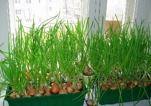 Як вирощувати овочі в горщиках будинку (вирощувати) Як вирощувати овочі в горщиках будинку