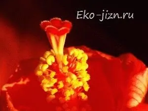 Як виростити каркаде в домашніх умовах - китайська троянда догляд і розкішні фото в домашніх умовах (троянда) Як виростити каркаде в домашніх умовах - китайська троянда догляд і розкішні фото в домашніх умовах