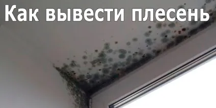 Як вивести цвіль, корисні поради (вивести) Як вивести цвіль, корисні поради