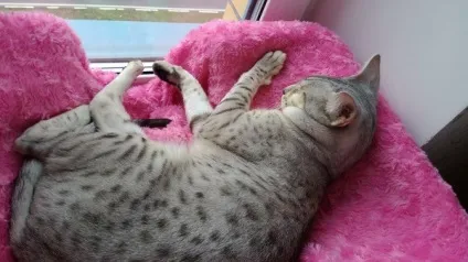 Як я не каструвала кота