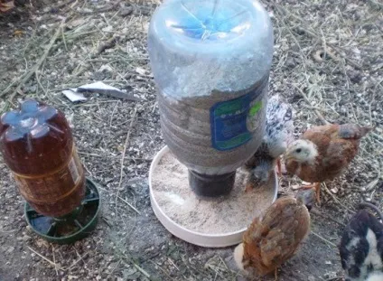 Як вирощувати курчат бройлерів після інкубатора (умови) Як вирощувати курчат бройлерів після інкубатора