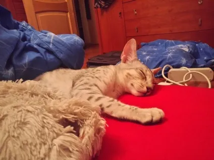 Як я не каструвала кота