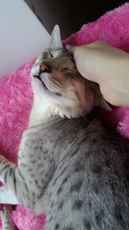 Як я не каструвала кота