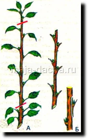 Як закласти яблуневий сад, дача своїми руками (поперечний розріз кори) Як закласти яблуневий сад, дача своїми руками
