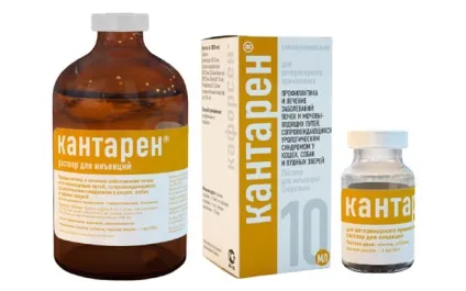 Кантарія для собак опис, призначення і застосування препарату (застосування) Кантарія для собак опис, призначення і застосування препарату