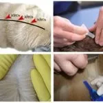 Краплі Фронтлайн від бліх для котів відгуки та інструкція