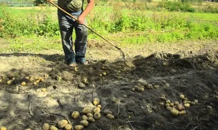 Картопля сінеглазка - опис сорту відео (картоплі «Синьоока» слід) Картопля сінеглазка - опис сорту відео