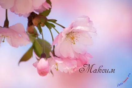 Картинки з ім'ям максим, Максимка, макс, картинки з іменами (картинки) Картинки з ім'ям максим, Максимка, макс, картинки з іменами