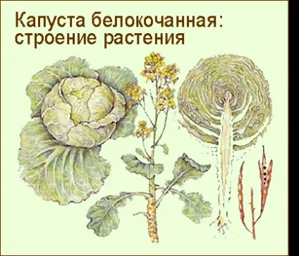 Капустяні овочі, які овочі до них відносяться (овочі) Капустяні овочі, які овочі до них відносяться
