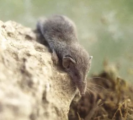 Карликова белозубка, фото (карликова) Карликова белозубка, фото