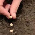 До чого сняться кімнатні рослини в горщиках, сонник рослина (снитися рослина сонник сон) До чого сняться кімнатні рослини в горщиках, сонник рослина