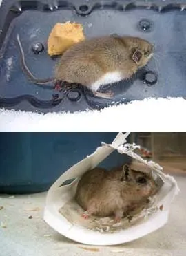 Клей від мишей