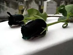 До чого сниться священик