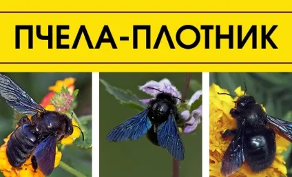 До чого сняться бджоли - добре чи погано (бджоли) До чого сняться бджоли - добре чи погано