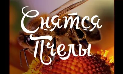 До чого сняться бджоли - добре чи погано (сняться) До чого сняться бджоли - добре чи погано