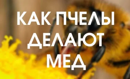 До чого сняться бджоли - добре чи погано (бджоли) До чого сняться бджоли - добре чи погано