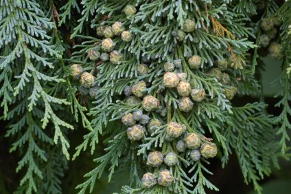 Кипарисовики сорти і види, фото по зростанню і переваги (Chamaecyparis lawsoniana Кипарисовик) Кипарисовики сорти і види, фото по зростанню і переваги