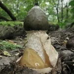 Коли застосовується індійський рис властивості, інструкція (індійський морський рис) Коли застосовується індійський рис властивості, інструкція