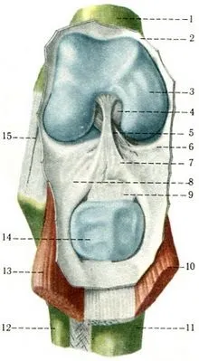 Колінний суглоб (articulatio genus), з'єднання кісток вільної нижньої кінцівки, синдесмології, (суглоб) Колінний суглоб (articulatio genus), з'єднання кісток вільної нижньої кінцівки, синдесмології,