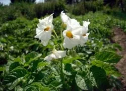 Коли поливати картоплю після посадки (поливати) Коли поливати картоплю після посадки