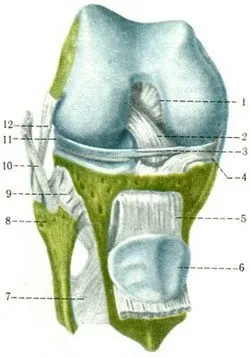 Колінний суглоб (articulatio genus), з'єднання кісток вільної нижньої кінцівки, синдесмології, (genus) Колінний суглоб (articulatio genus), з'єднання кісток вільної нижньої кінцівки, синдесмології,