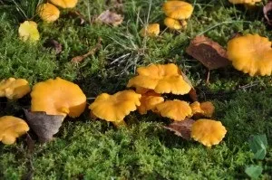 Коли збирати лисички і де, як готувати їх, Рибінськ (готувати) Коли збирати лисички і де, як готувати їх, Рибінськ