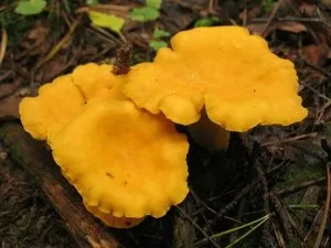 Коли збирати лисички і де, як готувати їх, Рибінськ (лисички) Коли збирати лисички і де, як готувати їх, Рибінськ