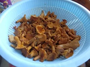 Коли збирати лисички і де, як готувати їх, Рибінськ (лисички) Коли збирати лисички і де, як готувати їх, Рибінськ