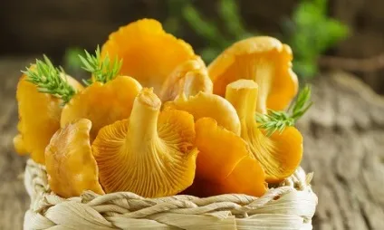 Коли збирати гриби лисички